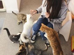 -豆老板的猫咖啡(碑林博物馆店)