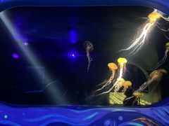 -欢乐海岸海洋奇梦馆