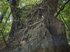 -北坞公园