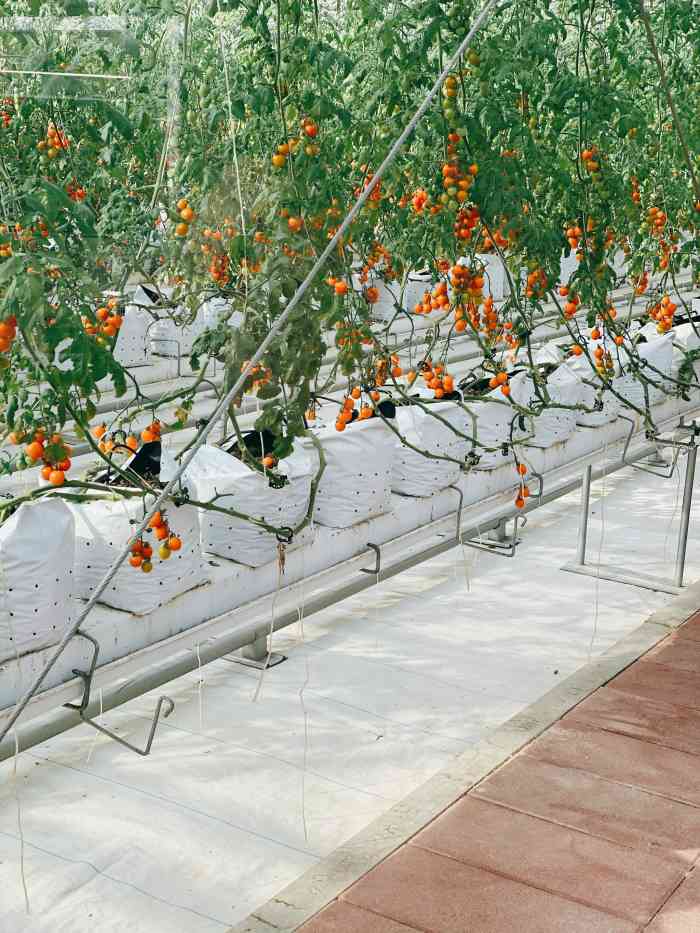 禾伯鲜农创新农场-"今日探店00:禾伯鲜农创新农场 17.