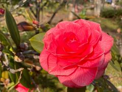 -大理古城-玉洱园