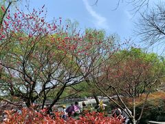 -苏堤停车场