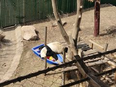 -沈阳森林动物园