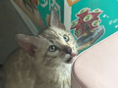 -瑞鹏宠物医院·骨科·猫科·内科(第一中心)