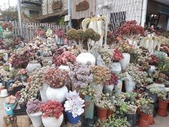 -桂林市花鸟市场