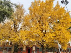 -四川大学(望江校区)