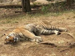 -大连森林动物园