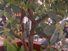 -悦海·家宴·冰花皮皮虾大锅贴(宝龙店)