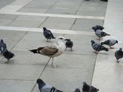 -圣马尔谷圣殿宗主教座堂