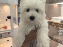 -翊宠yipet猫狗购宠庄园犬舍•猫舍