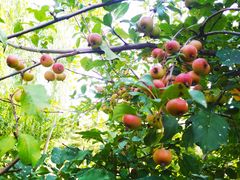 -永定河休闲森林公园