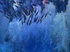 -波塞冬海底世界