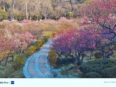 -梅花山(明孝陵内)