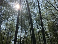 -广州市石门国家森林公园