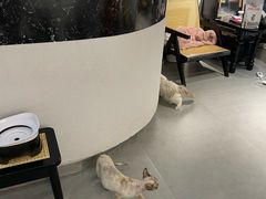 -琪喵猫屋·撸猫猫咖·猫舍