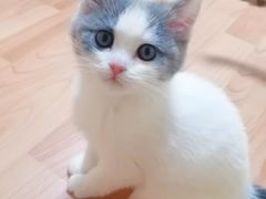 -Meowの猫咖(万家丽店)