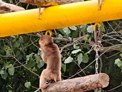 -西霞口神雕山野生动物世界