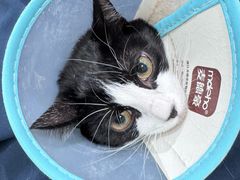 -四月宠物医院·猫专科·心脏专科·内科(转塘店)