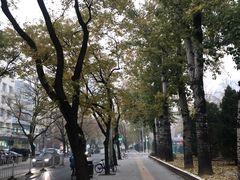 -三里屯东五街银杏大道