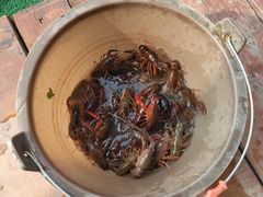 -同銮特种养殖场·龙虾垂钓