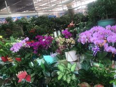 -爱尚幸福鲜花(上地实体店)