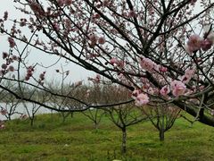 梅花-上海海湾国家森林公园