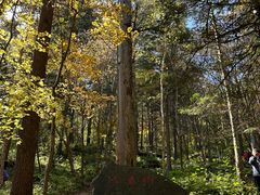-五营红松林海景区