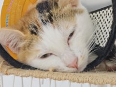 -博特宠物医院24h犬猫全科.骨科·异宠