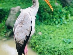 -吉隆坡雀鸟公园