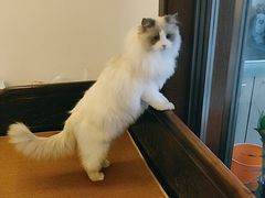 -东方名猫馆·英短金渐层布偶猫舍(环线广场1号楼店)