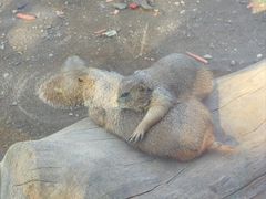 -大连森林动物园