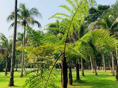 -中国科学院西双版纳热带植物园