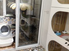 -青奢宠物·青奢猫舍