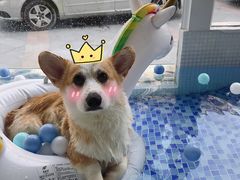 游泳-BABYDOG宝贝狗宠物乐园(欧洲城店)