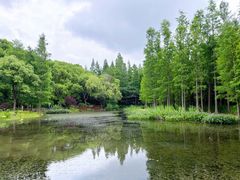 -上海滨江森林公园