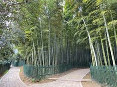 -树山生态村