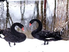 -滕州微山湖红荷湿地景区