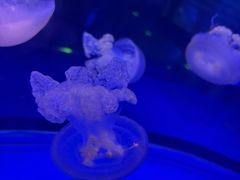 -芜湖新华联大白鲸海洋公园
