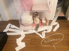 -东方名猫馆·英短金渐层布偶猫舍(环线广场1号楼店)