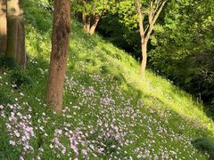 -西湖风景区-江洋畈生态公园