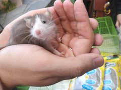 -萌宠奇缘