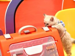 -帕帕拉兹宠物(亚洲旗舰店)