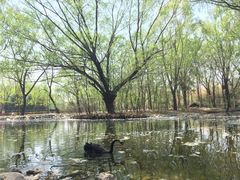 -北京麋鹿生态实验中心