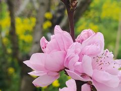 -南汇桃花村