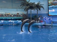 -海合安成都极地海洋公园