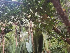 -中国科学院西双版纳热带植物园