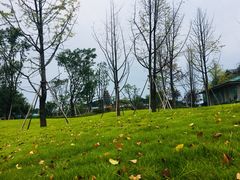 -铁山坪森林公园