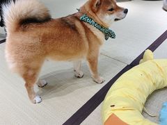 -逗柴咖啡屋·狗咖猫咖宠物桌游