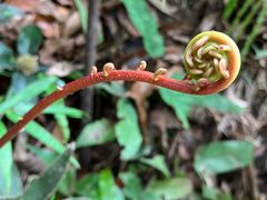 -海南热带雨林国家公园吊罗山景区