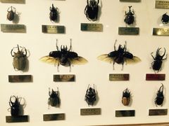 -上海昆虫博物馆